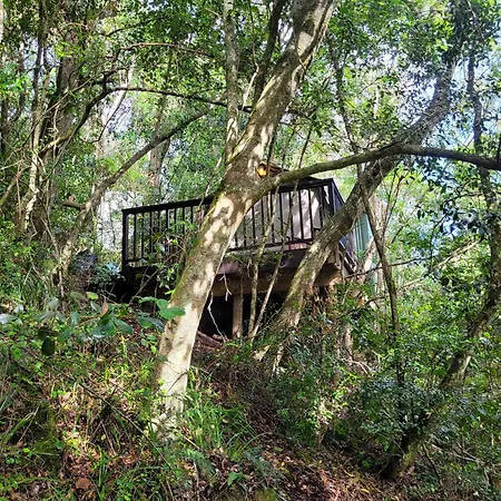 Forest Glamping Wilderness Exterior photo