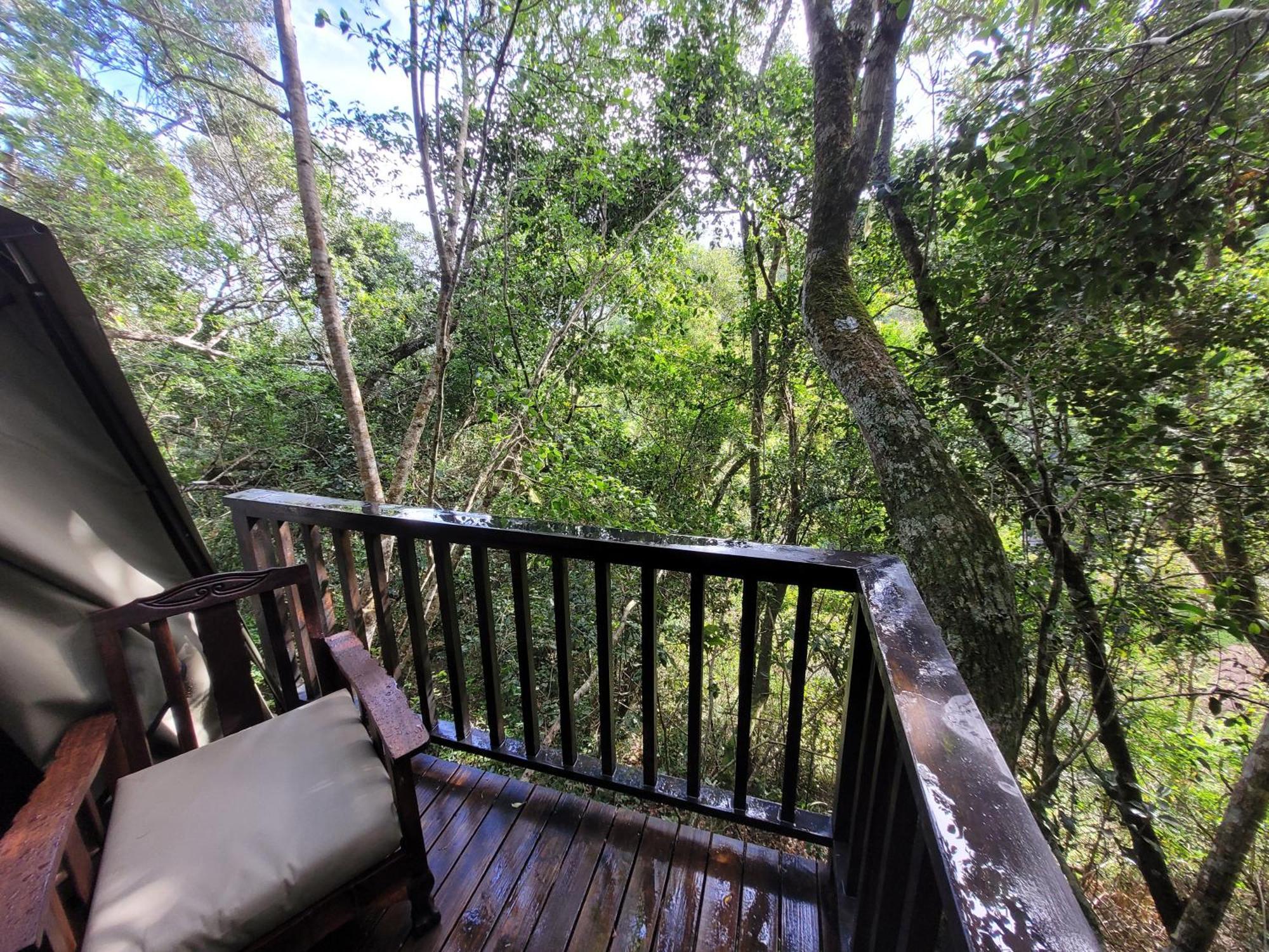 Forest Glamping Wilderness